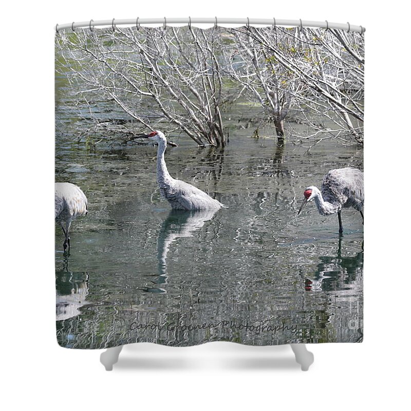 Three Sandhill Cranes Shower Curtain featuring the photograph Three Sandhills through the Pond by Carol Groenen