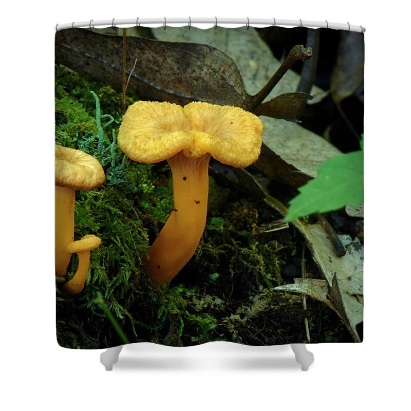 Mushroom Shower Curtain featuring the photograph Three Small Mushrooms by Paul Freidlund