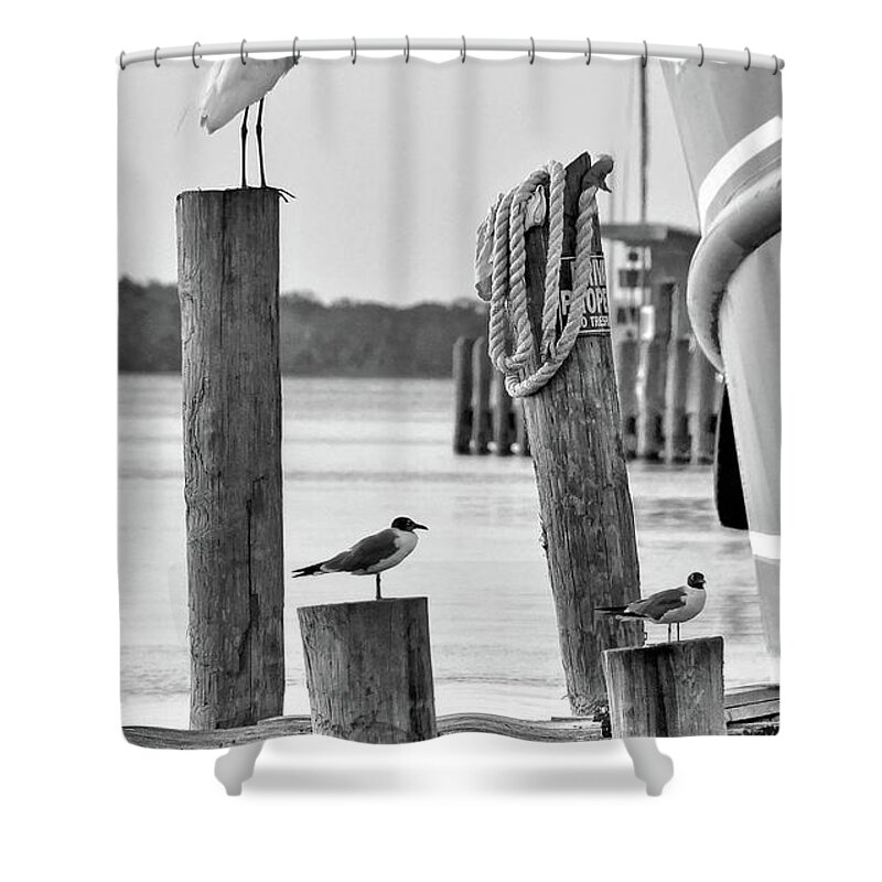 Harbor Shower Curtain featuring the photograph Three's Company by Randall Dill