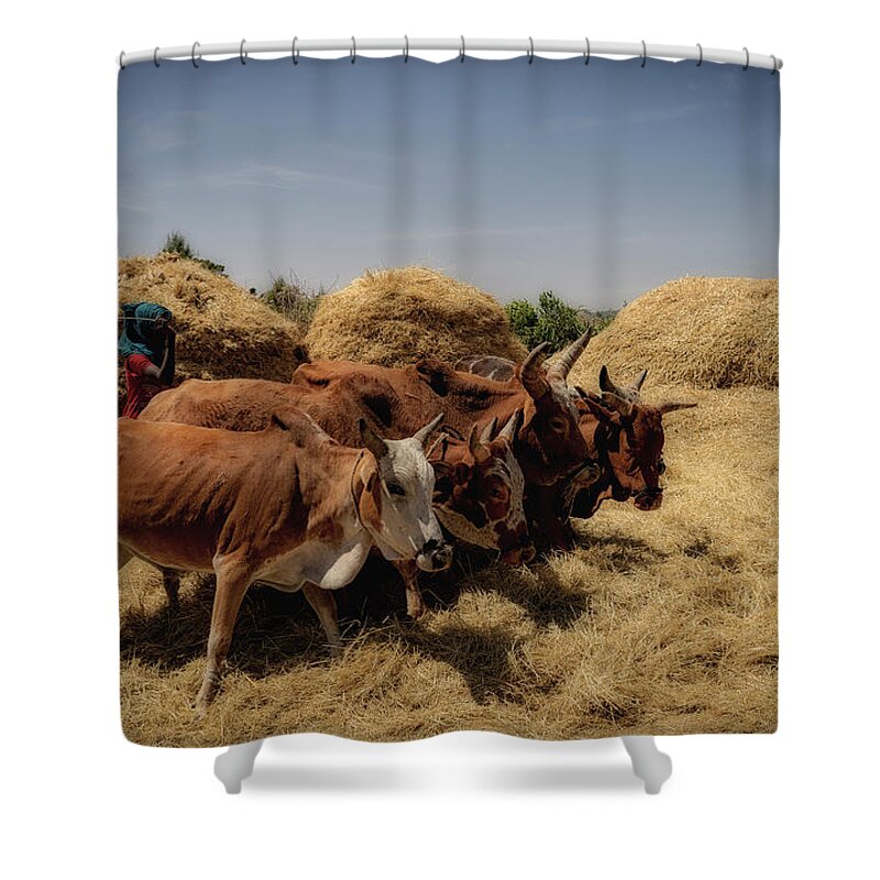 Cows Shower Curtain featuring the photograph Threshing by Uri Baruch