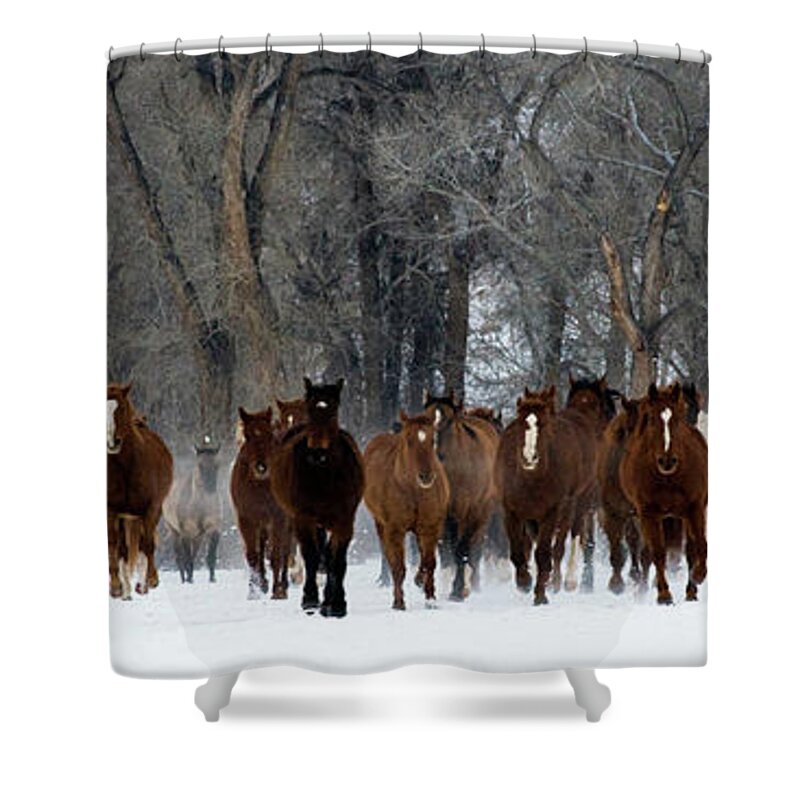 Animals Shower Curtain featuring the photograph Thunder by Eggers Photography