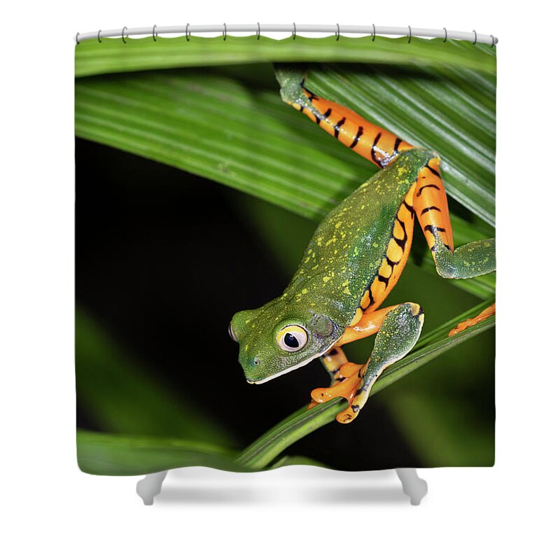 Alajuela Shower Curtain featuring the photograph Tiger-leg Monkey Tree Frog In Rainforest by Ivan Kuzmin
