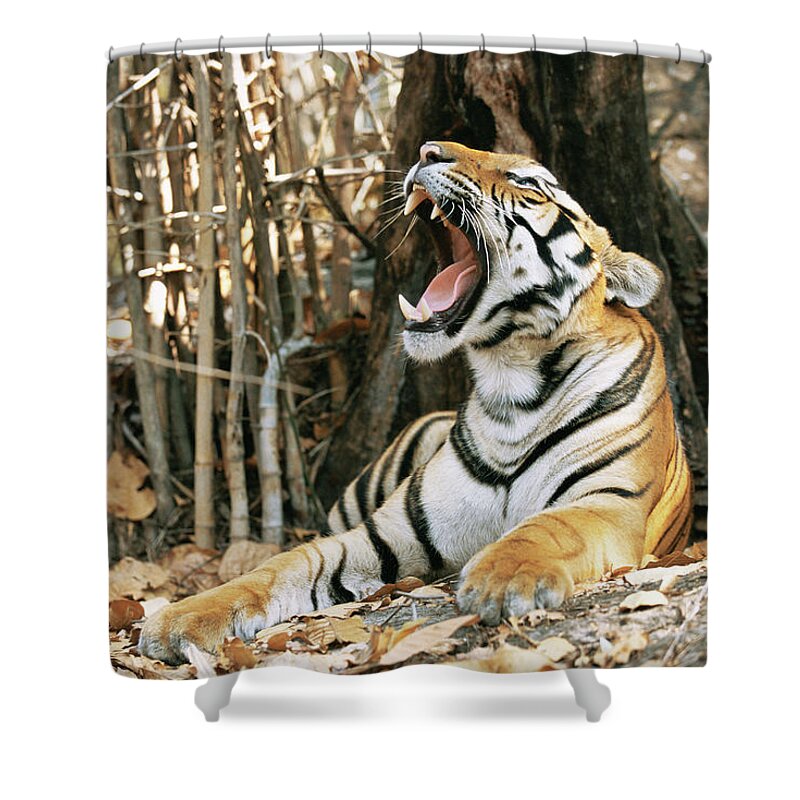 Shadow Shower Curtain featuring the photograph Tiger Panthera Tigris Tigris Yawning by James Warwick