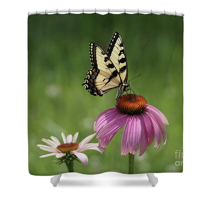 Butterfly Shower Curtain featuring the photograph Tiger Swallowtail Butterfly and Coneflowers by Robert E Alter Reflections of Infinity