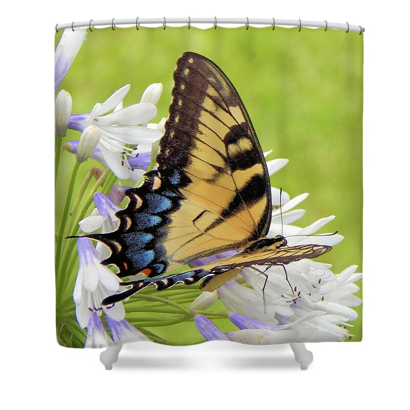 Butterfly Shower Curtain featuring the photograph Tiger Swallowtail I by Karen Stansberry