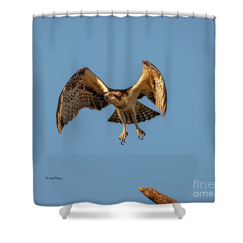 Osprey Shower Curtain featuring the photograph Time To Fly by DB Hayes