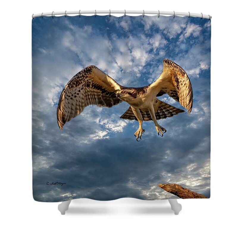 Ospreys Shower Curtain featuring the photograph Time To Fly TWO by DB Hayes