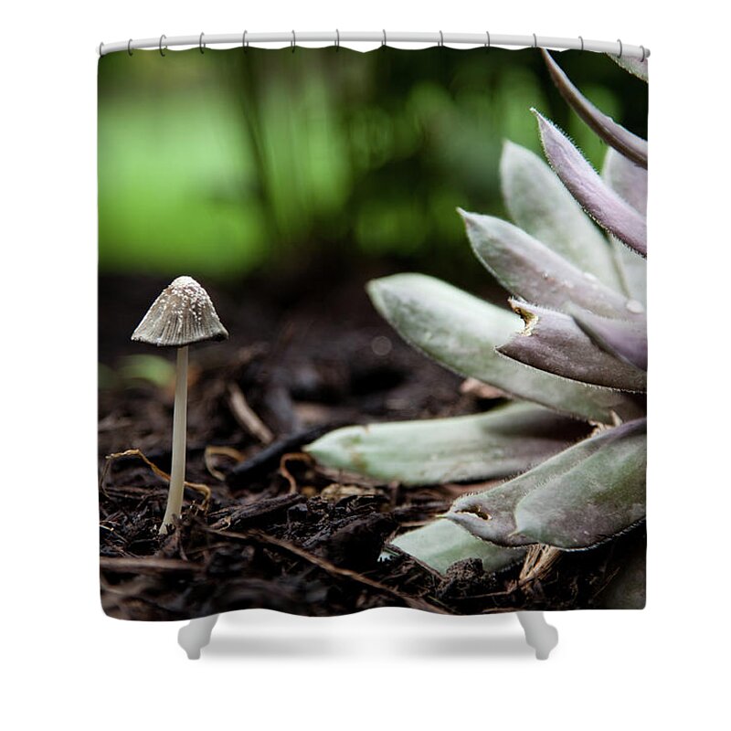 Tiny Mushroom Shower Curtain by Patricia Toth Mccormick 