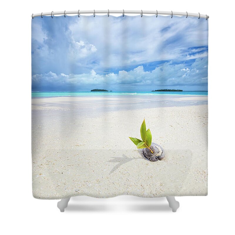 Coconut Shower Curtain featuring the photograph To Be a Coconut by Becqi Sherman