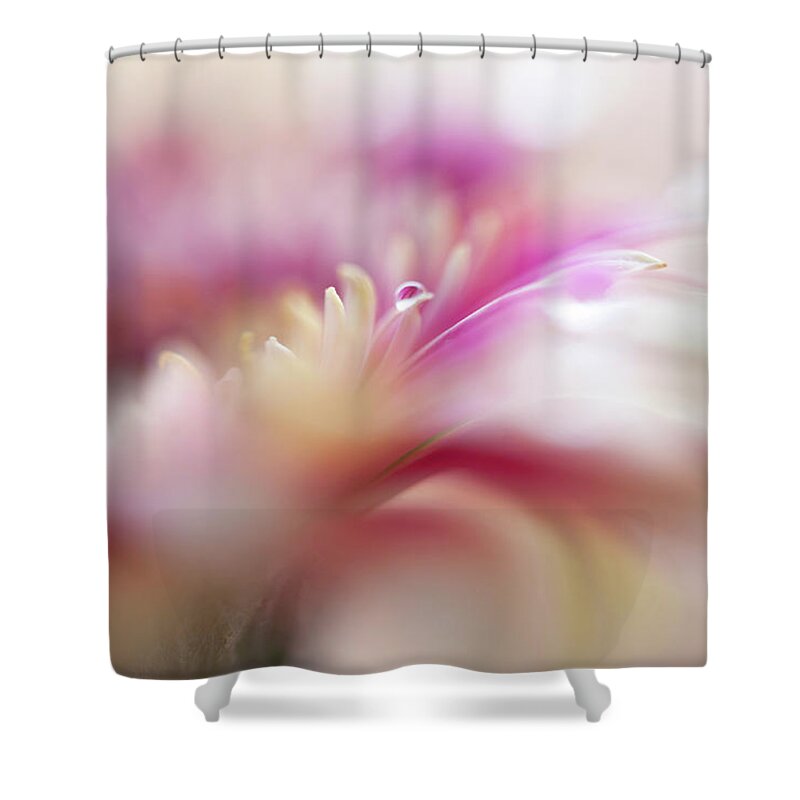 Jenny Rainbow Fine Art Photography Shower Curtain featuring the photograph To Live in Dream 3. Macro Gerbera by Jenny Rainbow
