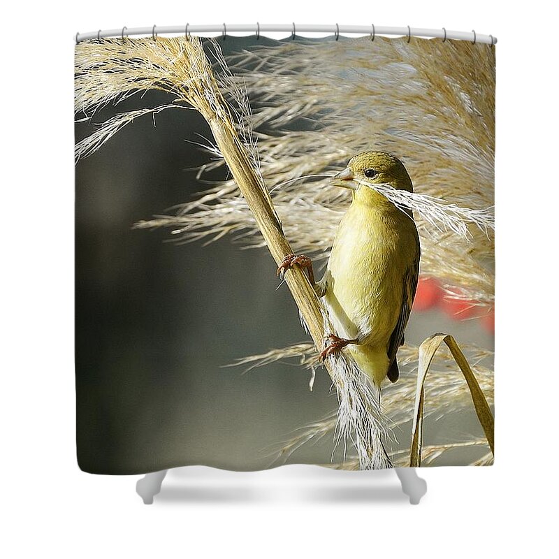 Lesser Goldfinch Shower Curtain featuring the photograph Touch Of Gold by Fraida Gutovich