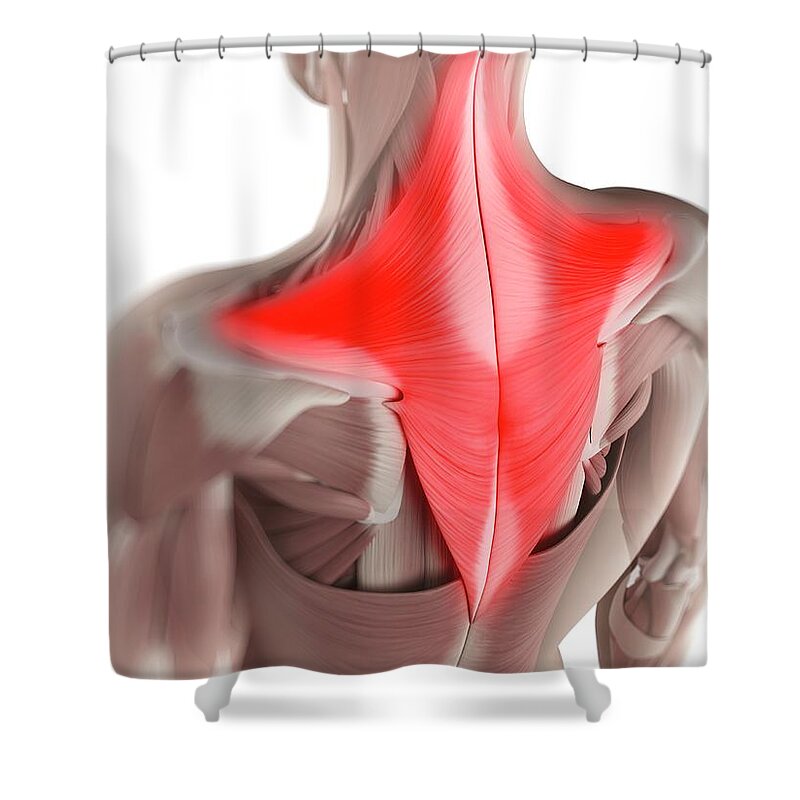 White Background Shower Curtain featuring the digital art Trapezius Muscle, Artwork by Sciepro