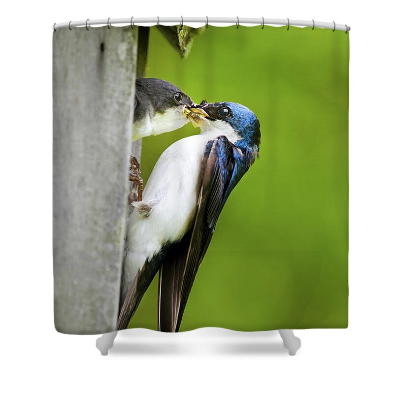 Tree Swallow Shower Curtain featuring the photograph Tree Swallow Feeding Chick by Christina Rollo