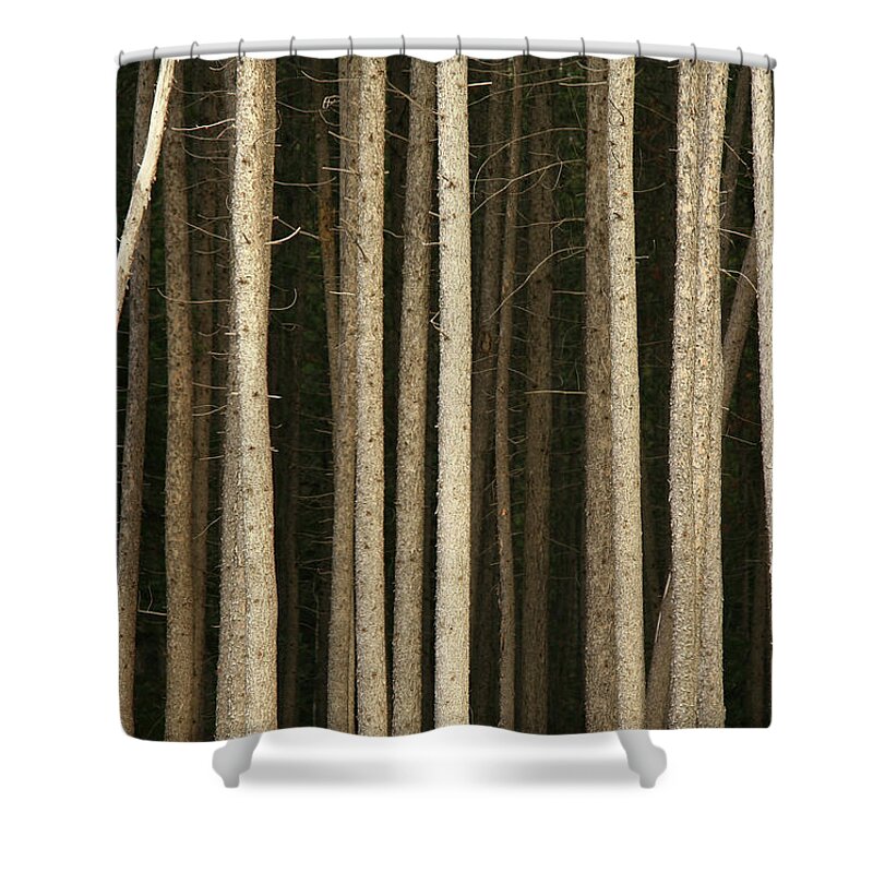 In A Row Shower Curtain featuring the photograph Tree Trunks by Imaginegolf