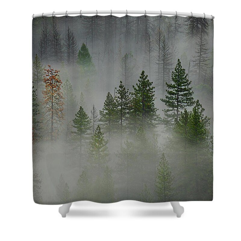 Forest Shower Curtain featuring the photograph Trees in Yosemite II by Jon Glaser