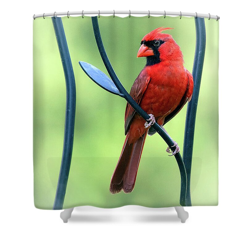 Trellis Shower Curtain featuring the photograph Trellis Perch by Art Cole