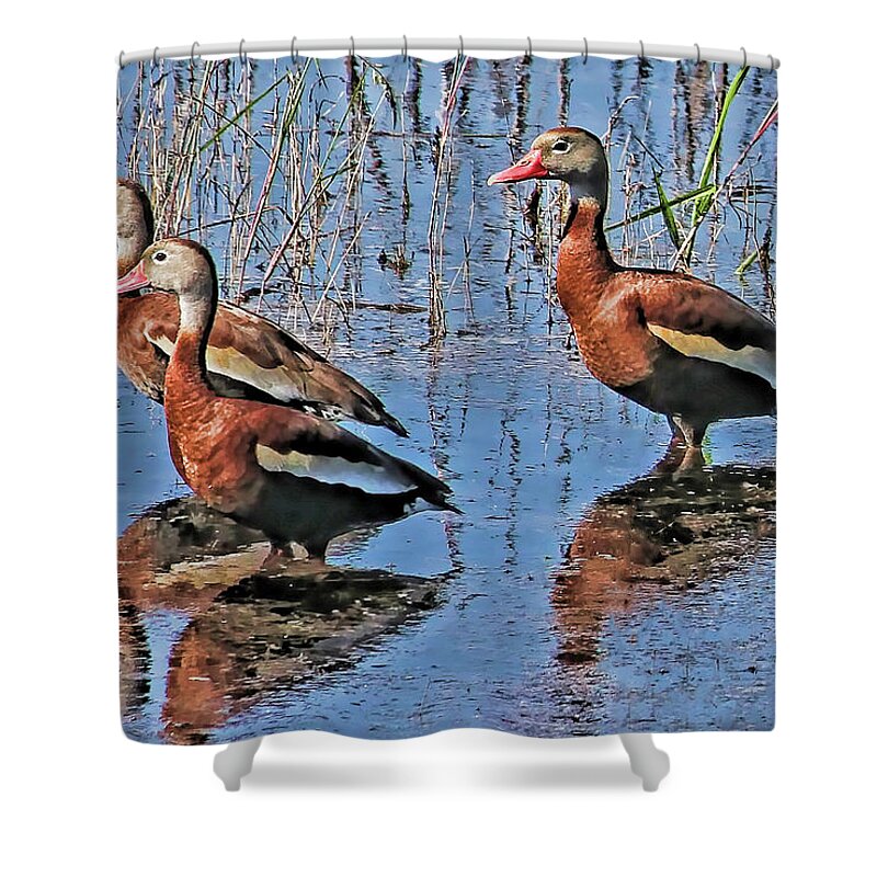 Black-bellied Whistling Duck Shower Curtain featuring the photograph Trio of Whistlers by HH Photography of Florida