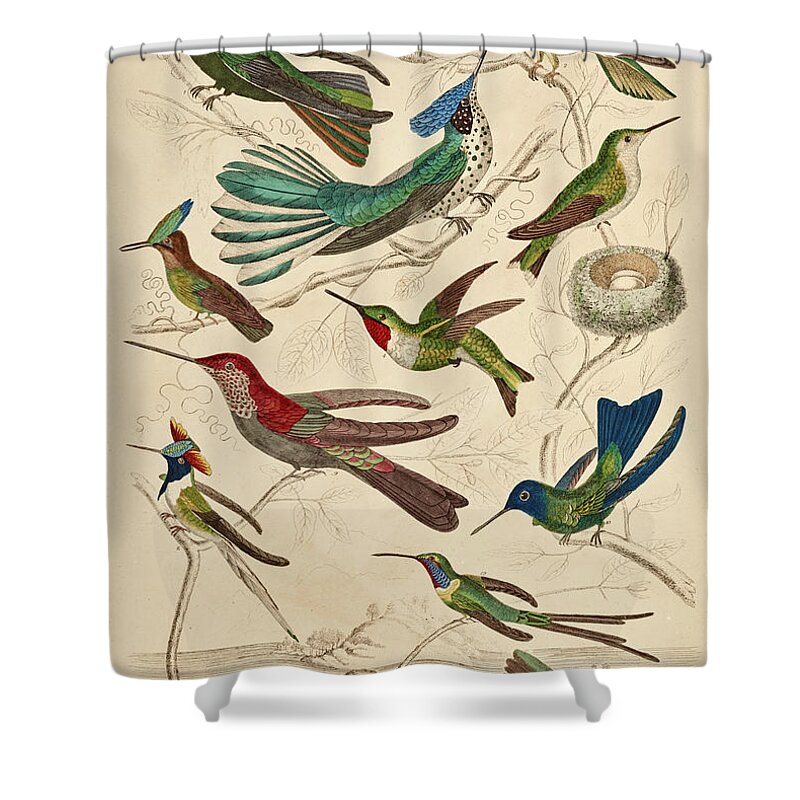 Trochilus Shower Curtain featuring the painting Trochilus - Hummingbirds by William Davis