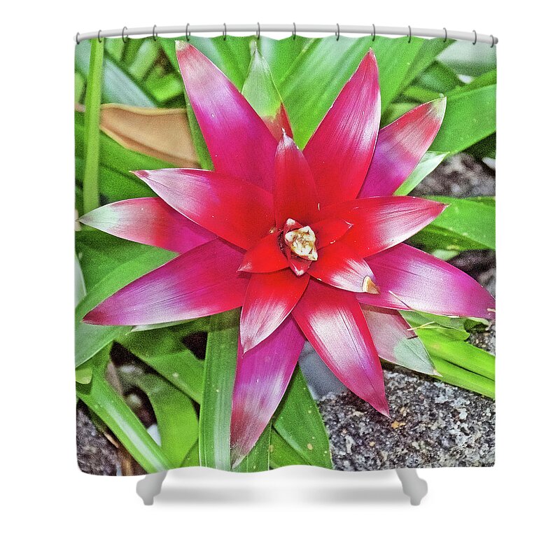 Bromeliad In Botanical Garden In Balboa Park In San Diego Shower Curtain featuring the photograph Bromeliad Plant in Botanical Garden in Balboa Park in San Diego, California- by Ruth Hager