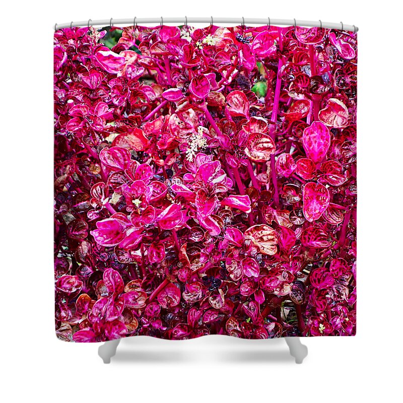 Tropical Shower Curtain featuring the photograph Tropical Plantation Maui Study 5 by Robert Meyers-Lussier
