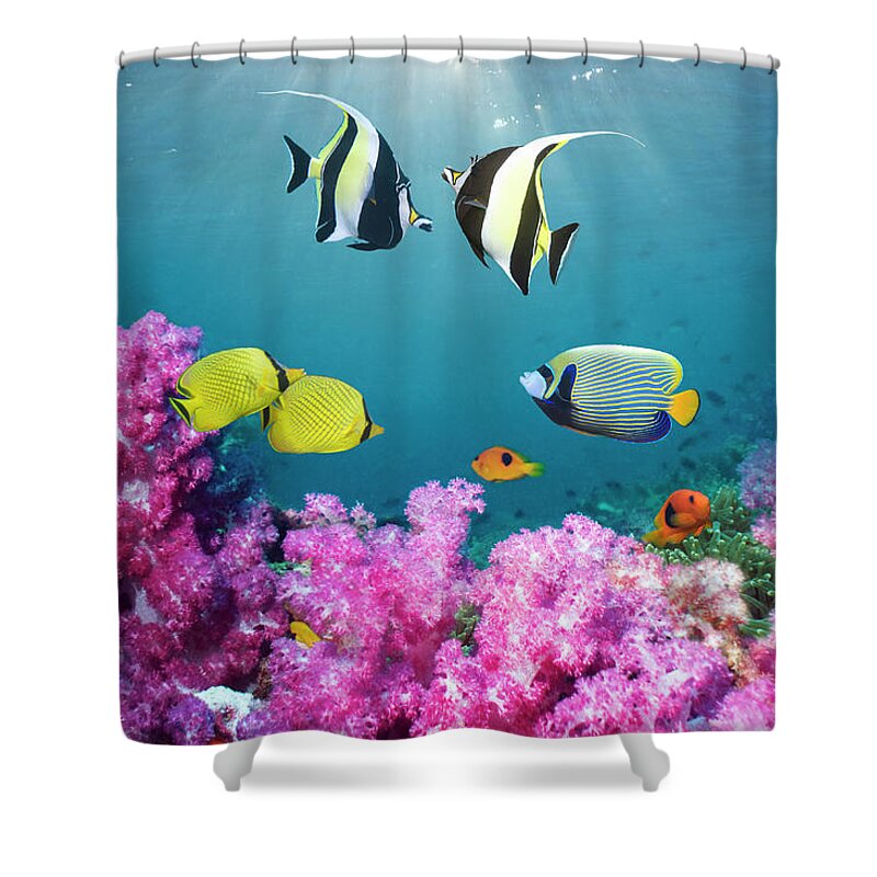 Tranquility Shower Curtain featuring the photograph Tropical Reef Fish Over Soft Corals by Georgette Douwma