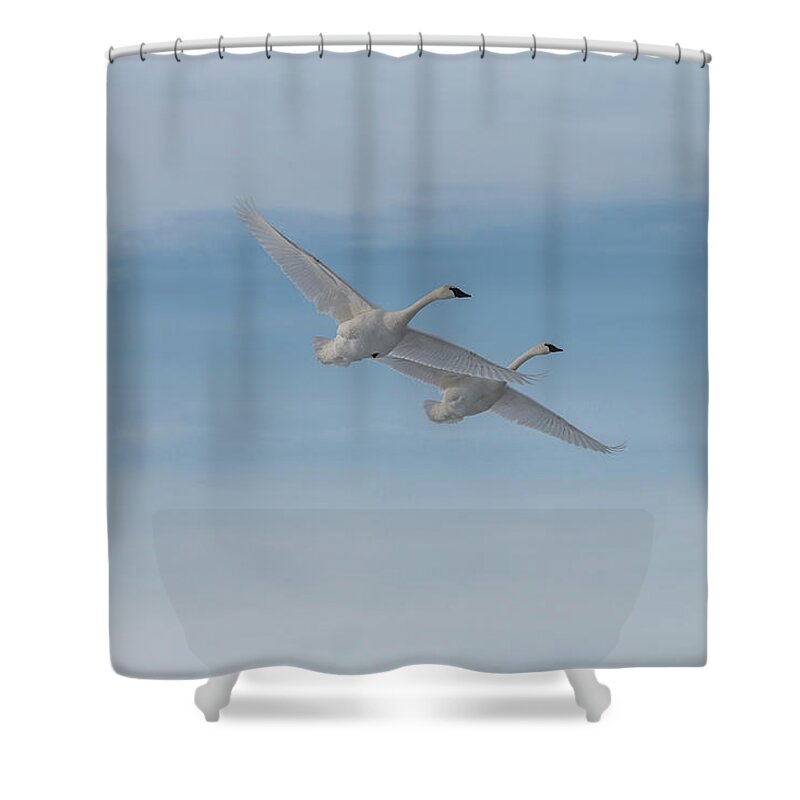 Swans Shower Curtain featuring the photograph Trumpeter Swans Tandem Flight II by Patti Deters
