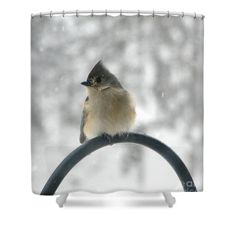 Tufted Titmouse In The Snow By Rose Santuci-sofranko Shower Curtain featuring the photograph Tufted Titmouse in the Snow by Rose SantuciSofranko by Rose Santuci-Sofranko