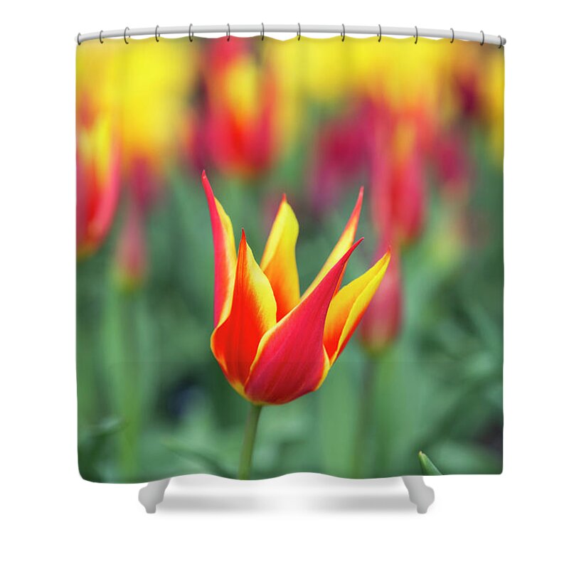 Tulip Fly Away Shower Curtain featuring the photograph Tulip Fly Away by Tim Gainey