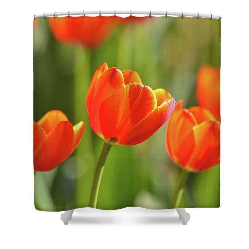 Flowerbed Shower Curtain featuring the photograph Tulip by Ithinksky