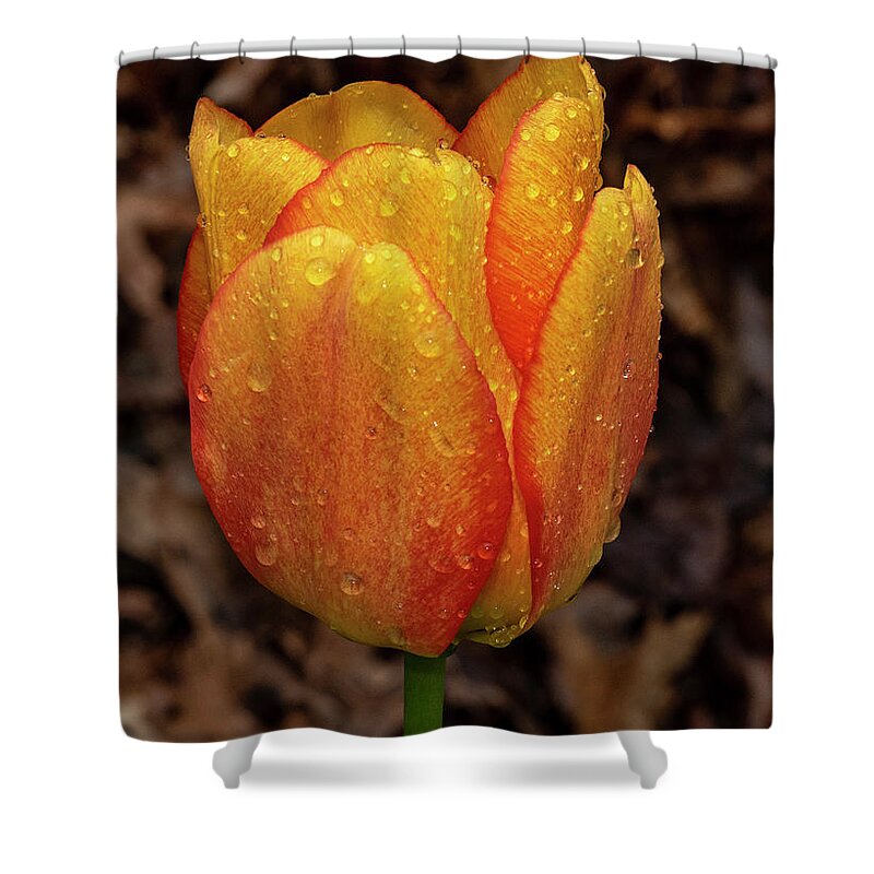 Flower Shower Curtain featuring the photograph Tulip Showers by Cathy Kovarik