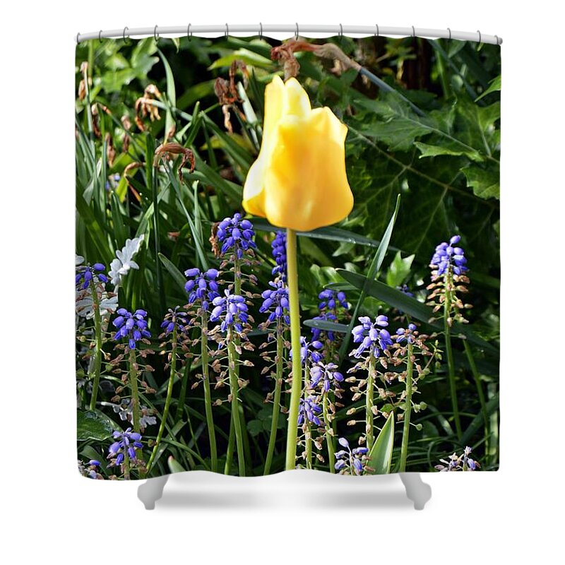 Flower Shower Curtain featuring the photograph Tulip by Thomas Schroeder