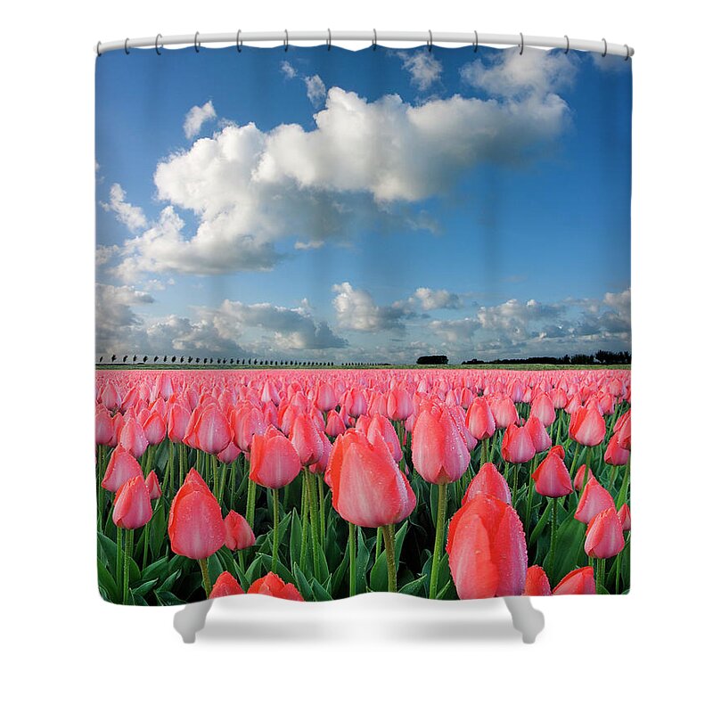 Scenics Shower Curtain featuring the photograph Tulips And Sky by Jacobh