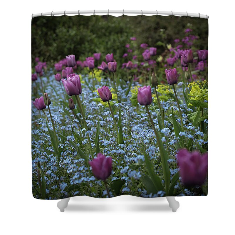 Tulips Shower Curtain featuring the photograph Tulips at Great Dixter Gardens by Perry Rodriguez