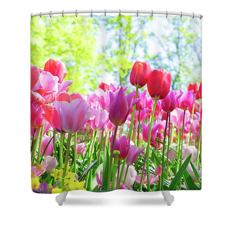 Tulips Shower Curtain featuring the photograph Tulips Pink Growth by Anastasy Yarmolovich