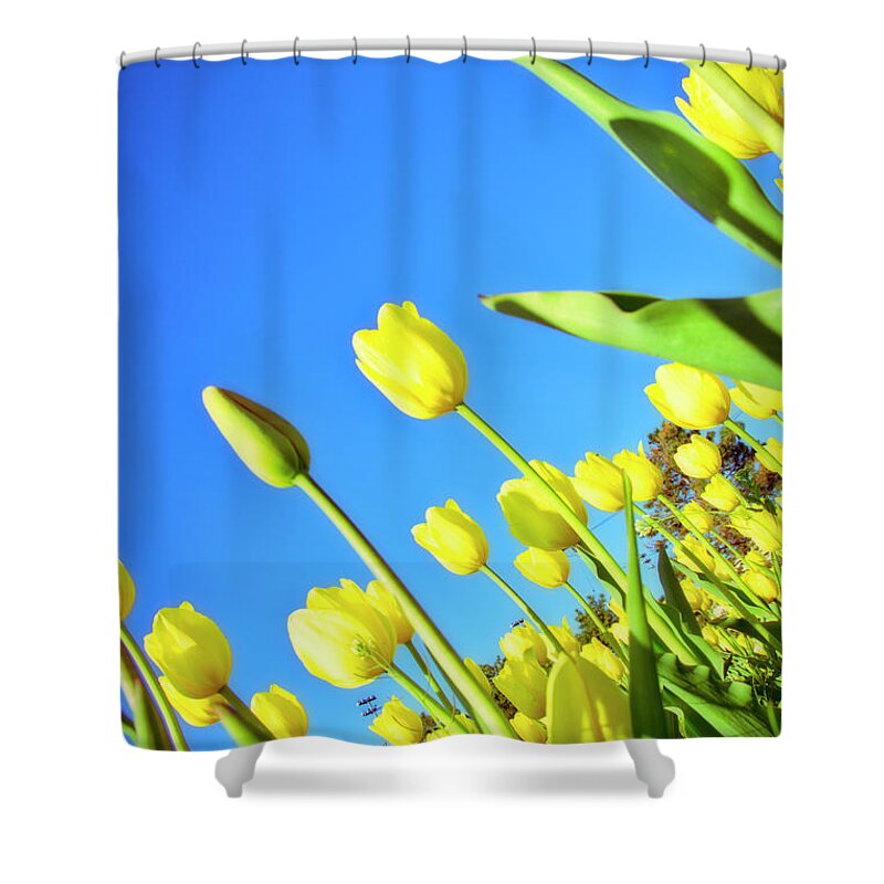 Evie Shower Curtain featuring the photograph Tulips Holland Michigan 838 by Evie Carrier
