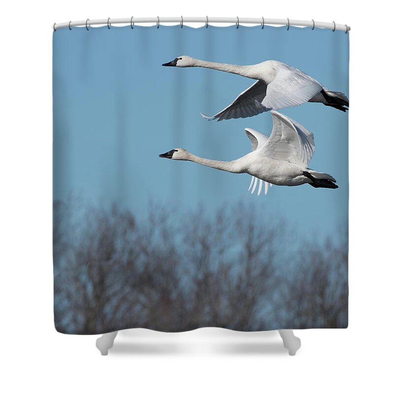 Birds Shower Curtain featuring the photograph Tundra Swan Duo by Donald Brown