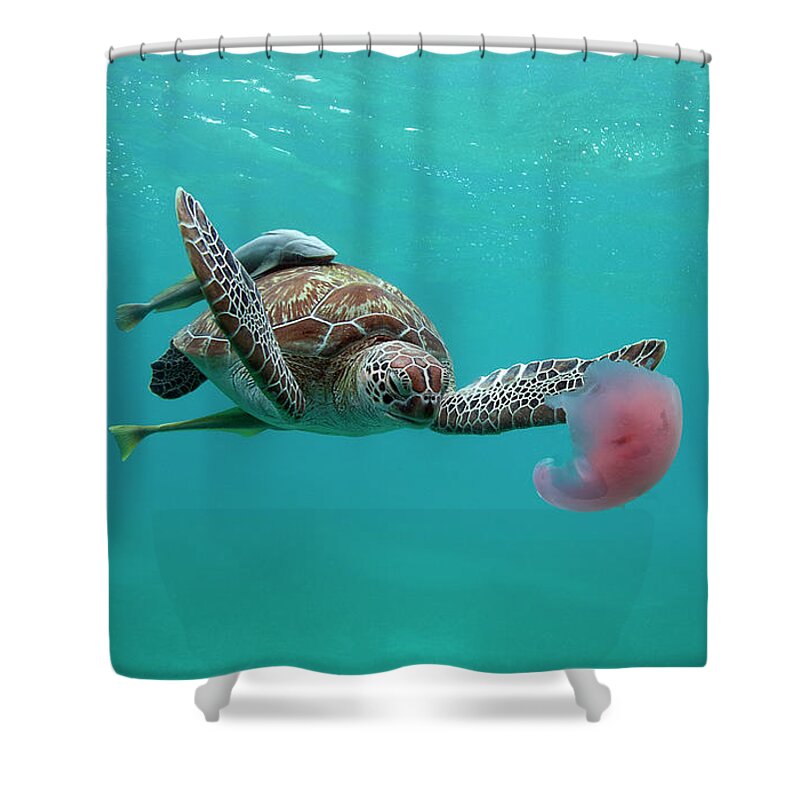 Underwater Shower Curtain featuring the photograph Turtle Eating Jellyfish by Alastair Pollock Photography