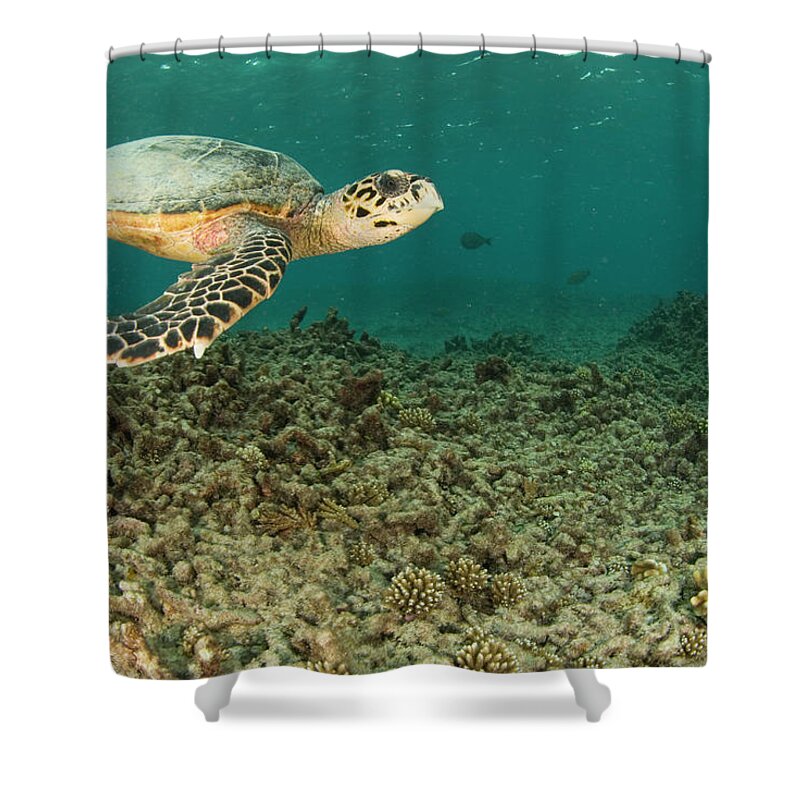 Underwater Shower Curtain featuring the photograph Turtle Swims Over Degraded Reef by Rainervonbrandis
