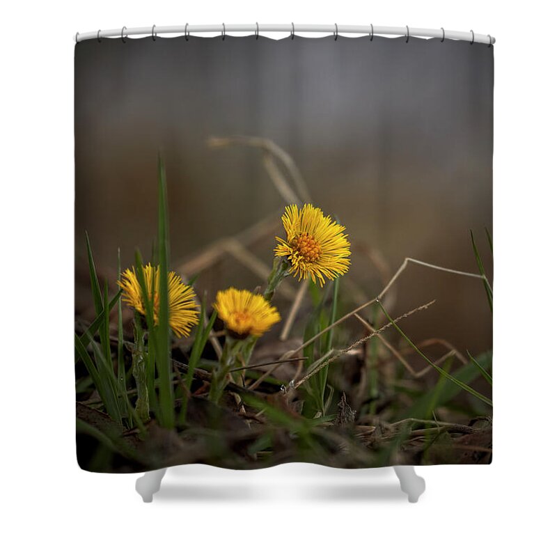 Tussilago Shower Curtain featuring the photograph Tussilago farfara, coltsfoot #i7 by Leif Sohlman