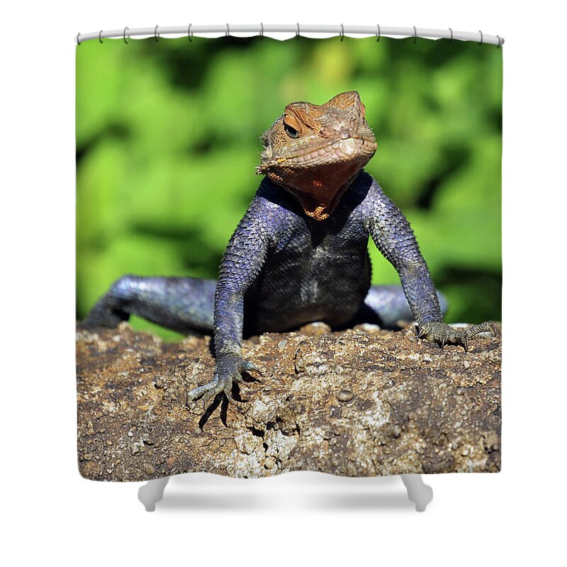 Florida Shower Curtain featuring the photograph Tuxedo Lizard by Jennifer Robin