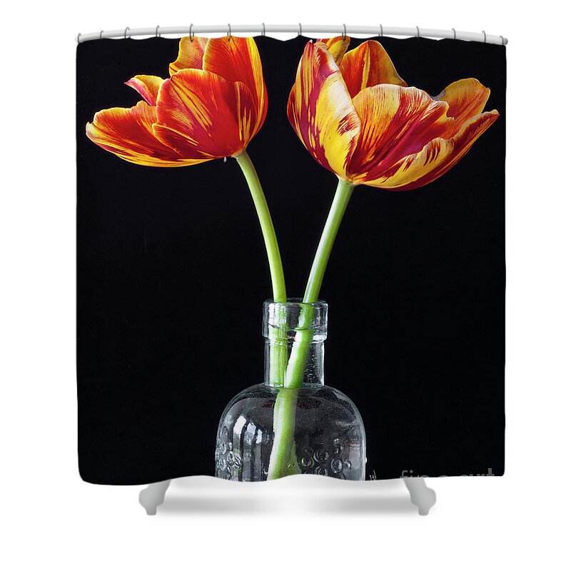 Tulips Shower Curtain featuring the photograph Twin Tulips by Billy Knight