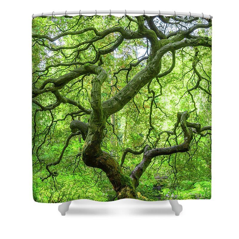 Japanese Maple Tree Shower Curtain featuring the photograph Twists and Turns Portrait by Michael Ver Sprill