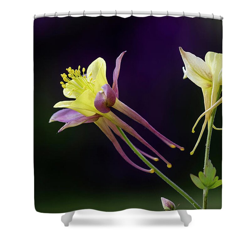 Anthers Shower Curtain featuring the photograph Two Columbine by Robert Potts