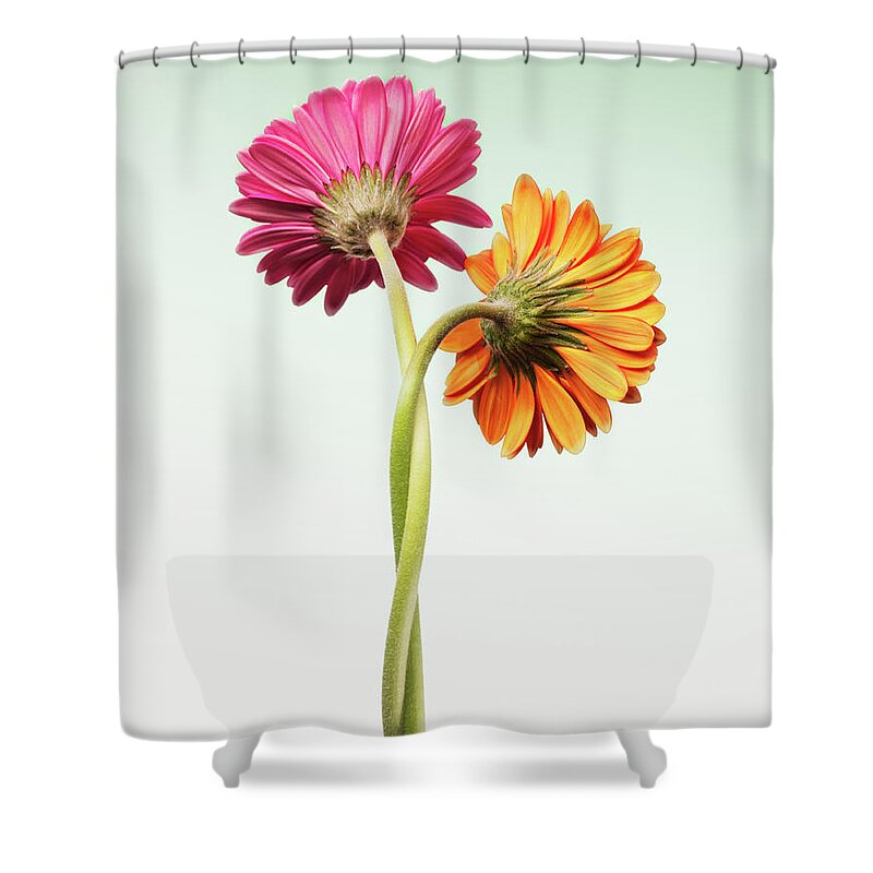 Wind Shower Curtain featuring the photograph Two Gerbera Daisies Intertwined by Chris Ryan