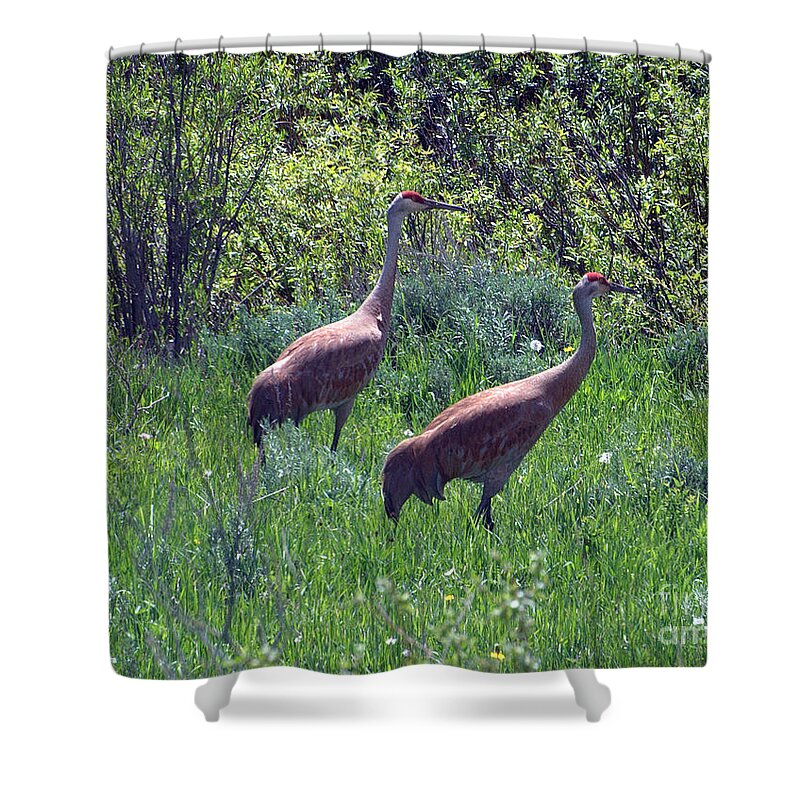 Sandhill Crane Shower Curtain featuring the photograph Two of a Kind by Dorrene BrownButterfield