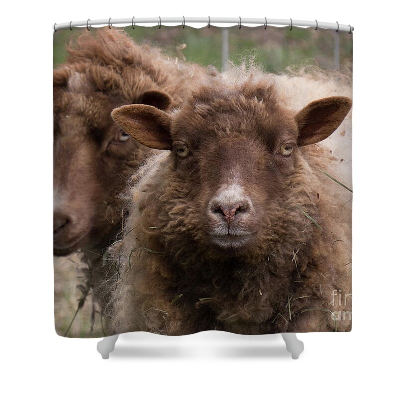 Sheep Shower Curtain featuring the photograph Two Sheep Getting Their Photo Taken by Christy Garavetto