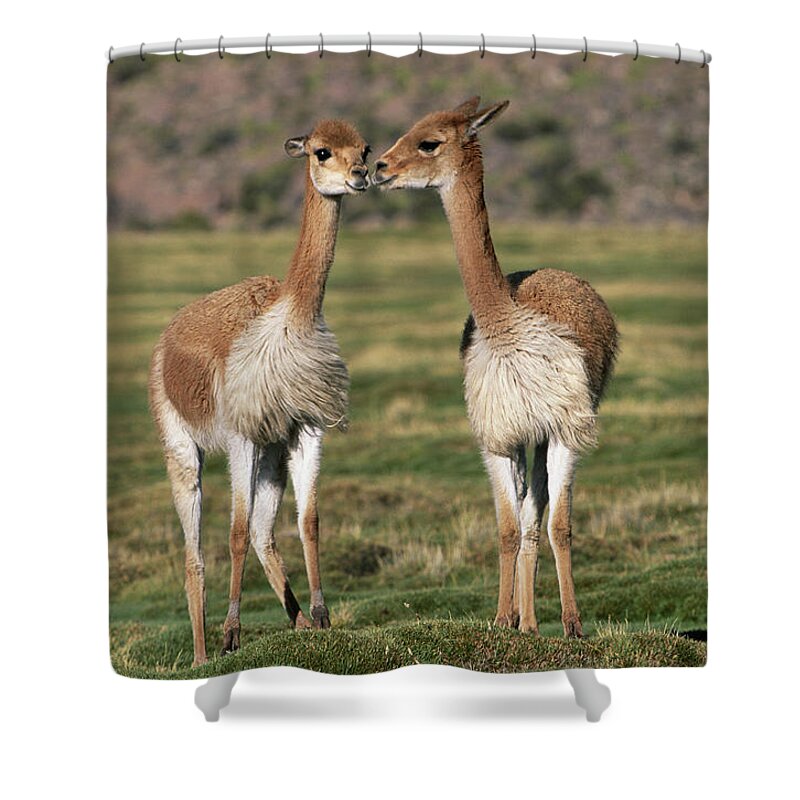 Animal Themes Shower Curtain featuring the photograph Two Vicunas Vicugna Vicugna Nuzzling by Art Wolfe
