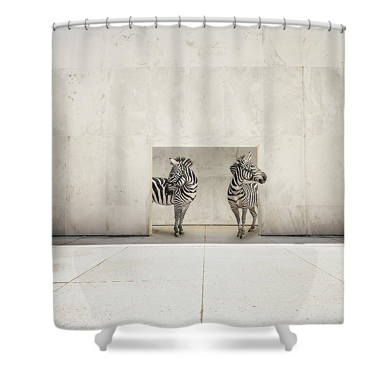 #faatoppicks Shower Curtain featuring the photograph Two Zebras At Doorway Of Large White by Matthias Clamer