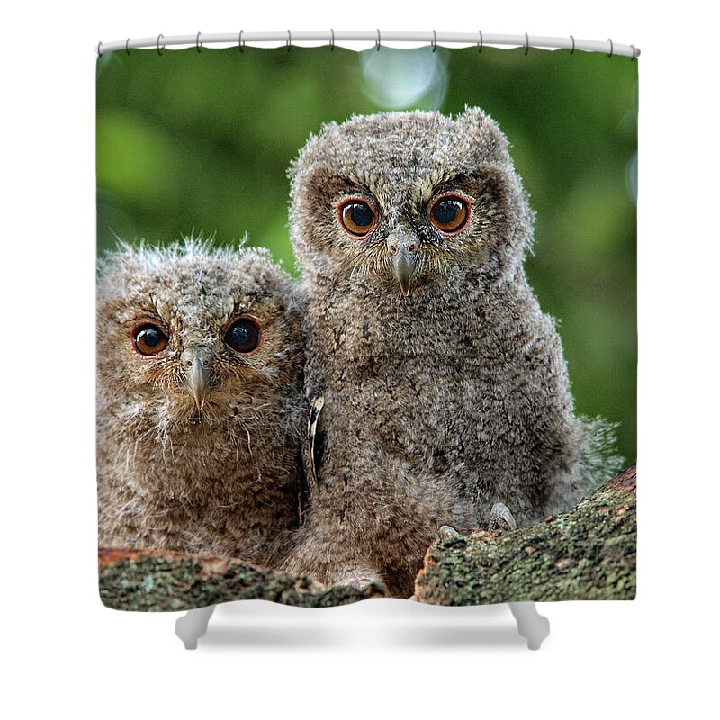Owlet Shower Curtain featuring the photograph Ugh Oh by Irawansubingarphotography