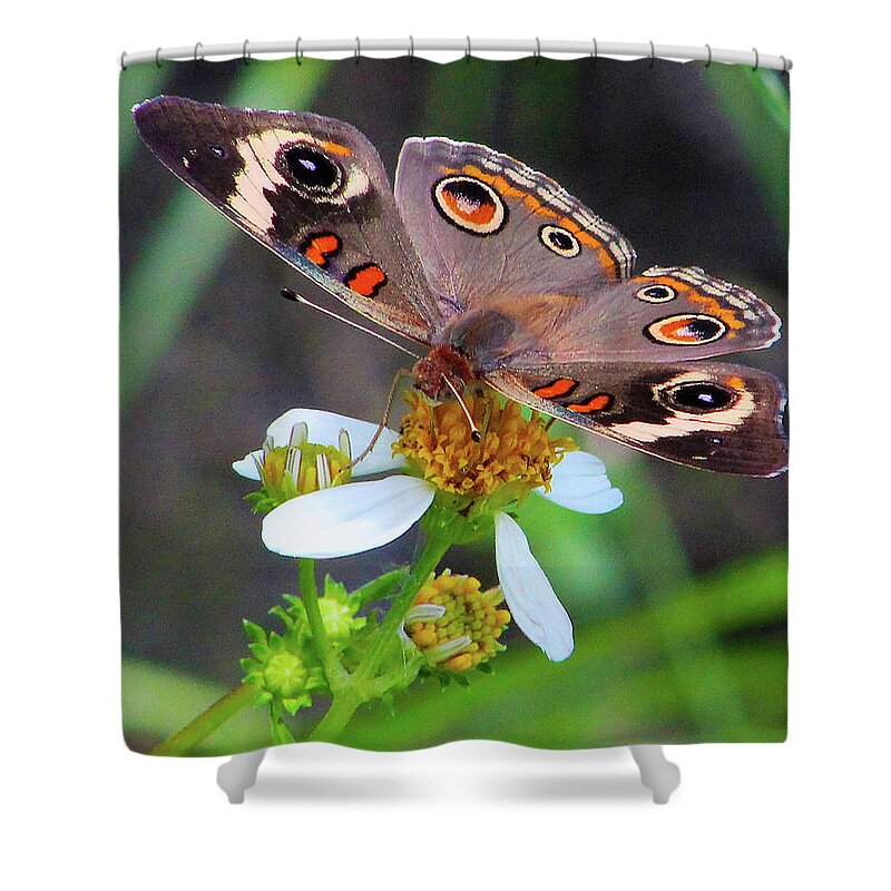 Butterfly Shower Curtain featuring the photograph Uncommon Buckeye by Michael Allard